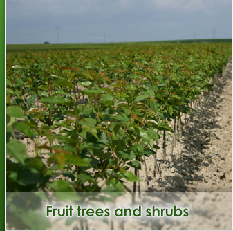 Fruit trees and shrubs